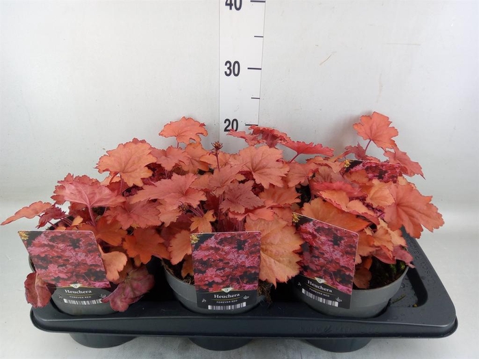 <h4>Heuchera   ...</h4>