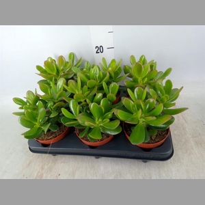 Crassula  'Magical Tree'