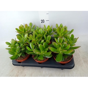 Crassula  'Magical Tree'