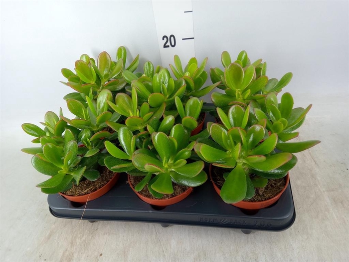 <h4>Crassula  'Magical Tree'</h4>