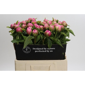 Paeonia Early Flamingo