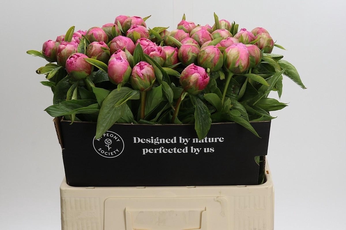 <h4>Paeonia Early Flamingo</h4>