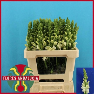 ANTIR POTO EARL WHIT