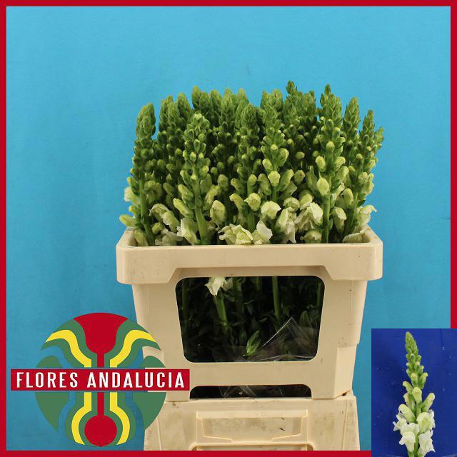 <h4>ANTIR POTO EARL WHIT</h4>