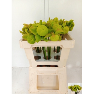 SARRACENIA OV