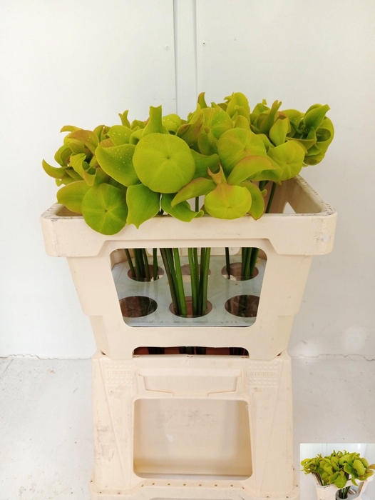 <h4>SARRACENIA OV</h4>