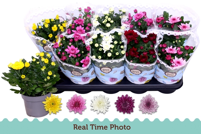 <h4>CHRYS GEVULDBL GEM</h4>