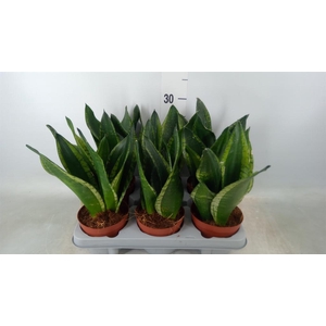 Sansevieria trifa.   ...