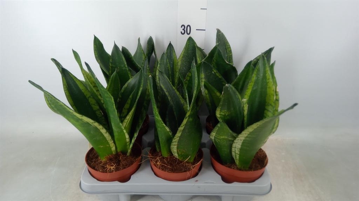 <h4>Sansevieria trifa.   ...</h4>