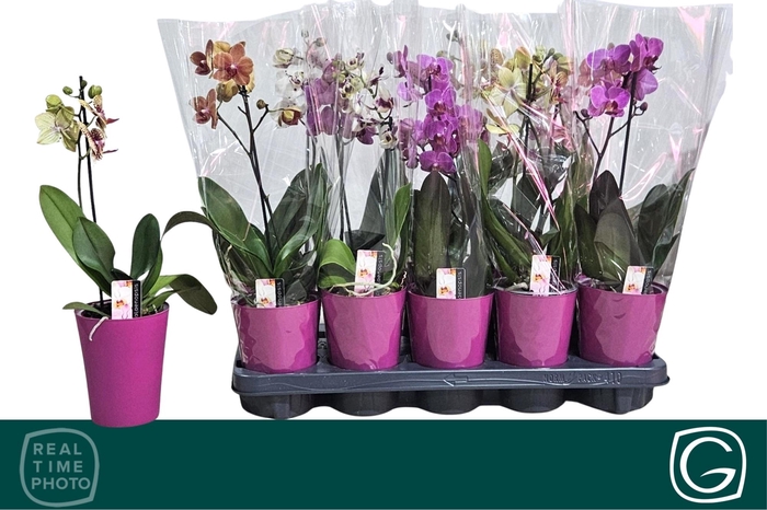 <h4>PHAL MF GEM 4 KL</h4>