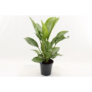Aglaonema Silver Bay 17Ø 70cm 3pp