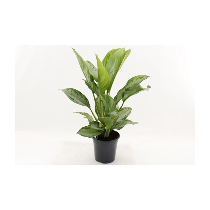 <h4>Aglaonema Silver Bay 17Ø 70cm 3pp</h4>