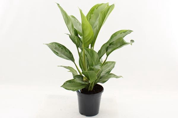 Aglaonema Silver Bay 17Ø 70cm 3pp