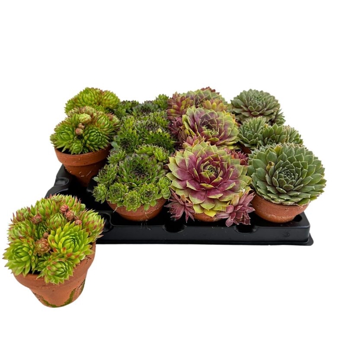 <h4>SEMPERVIVUM ARACHNOIDEUM P7</h4>