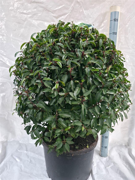 Prun Lusitanica Bolvorm