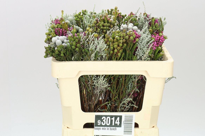 <h4>Kaaps Mix In Bunch</h4>