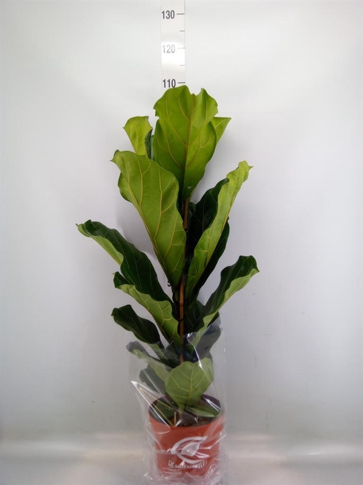<h4>Ficus lyrata</h4>