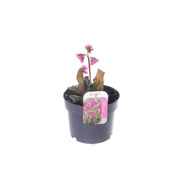 <h4>Bergenia shoeshine rose</h4>