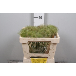 Pulsatilla Vulg Zaadpluizen