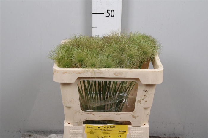 <h4>Pulsatilla Vulg Zaadpluizen</h4>