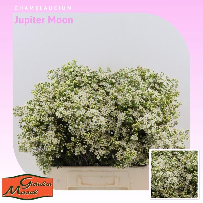 <h4>Chamelaucium uncinatum 'Jupiter Moon'</h4>
