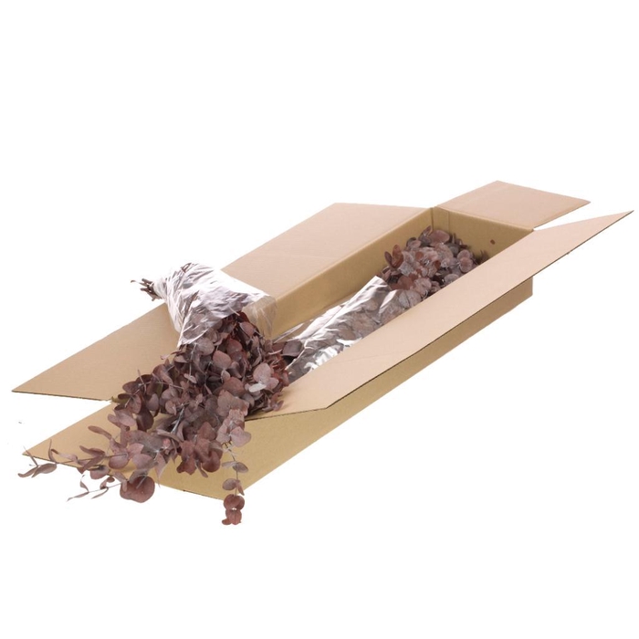 Eucalyptus Espiral Preserved Sb Red