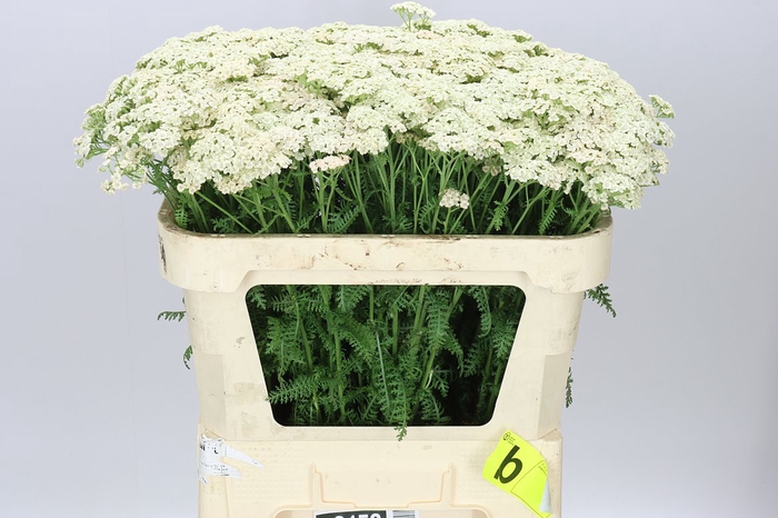<h4>Achillea Marieke</h4>