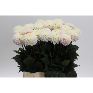Dahlia Light Wizard