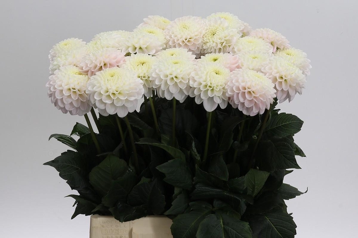 <h4>Dahlia Light Wizard</h4>