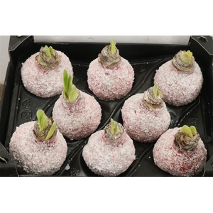 Wax Hipp Snow Rood Kerst