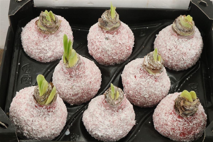 <h4>Wax Hipp Snow Rood Kerst</h4>