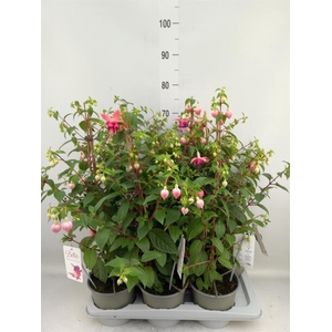 Fuchsia  'Paula Jane'