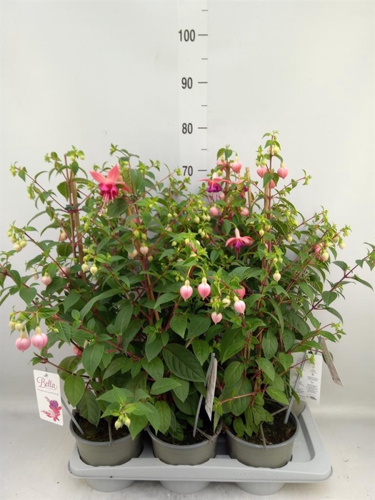 <h4>Fuchsia  'Paula Jane'</h4>