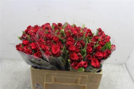 <h4>R Gr Red Torch</h4>