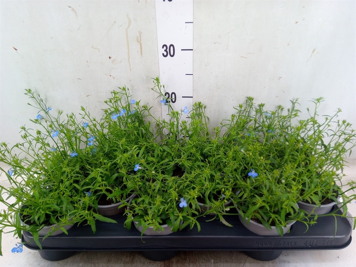 <h4>Lobelia richardii</h4>