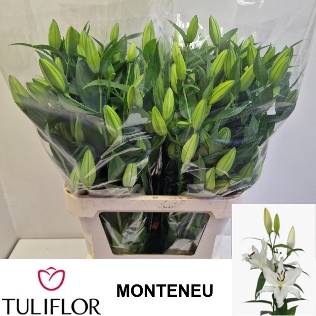 <h4>LI OR MONTENEU</h4>