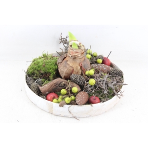 arr4 Amaryllis MB - Hout bord rond x2