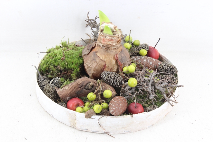 <h4>arr4 Amaryllis MB - Hout bord rond x2</h4>