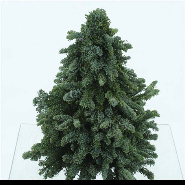 <h4>ABIES NOBILIS BLAUW</h4>