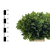 Eikenblad