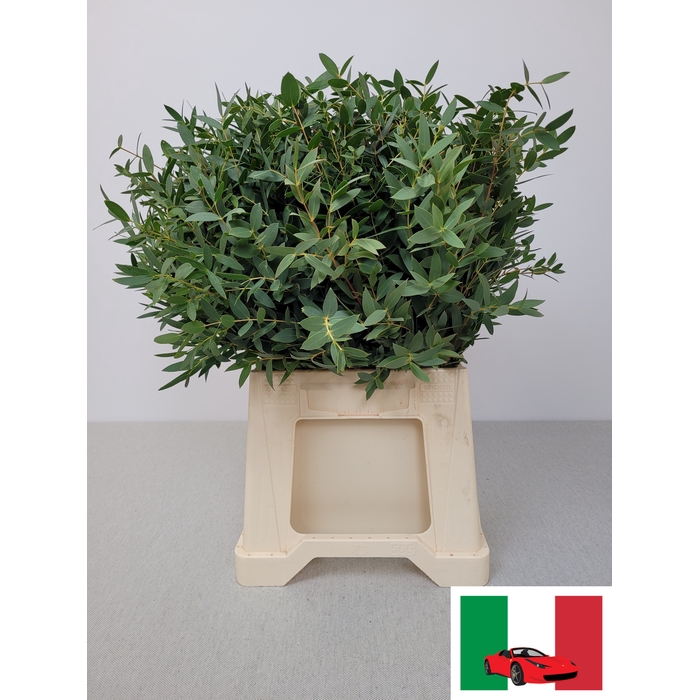 <h4>EUC PARVIFOLIA PB</h4>