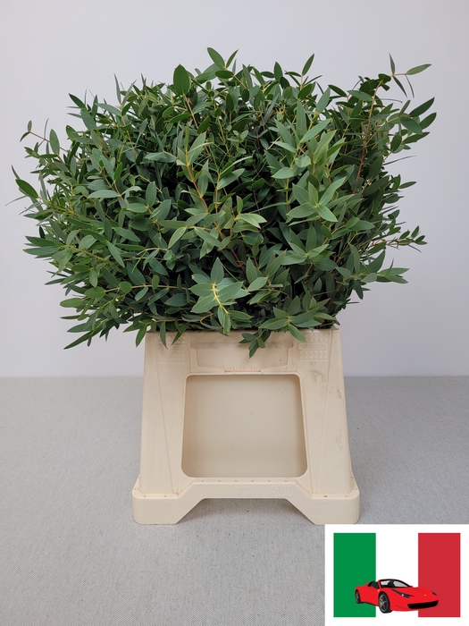 EUC PARVIFOLIA PB