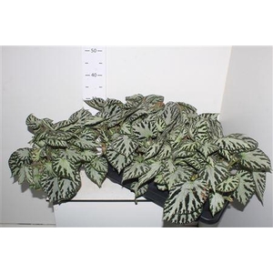 Beg Silver Jewell