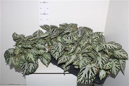 Beg Silver Jewell