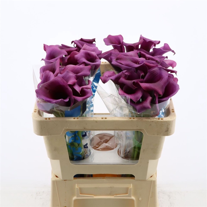 <h4>Calla Purple Moon</h4>