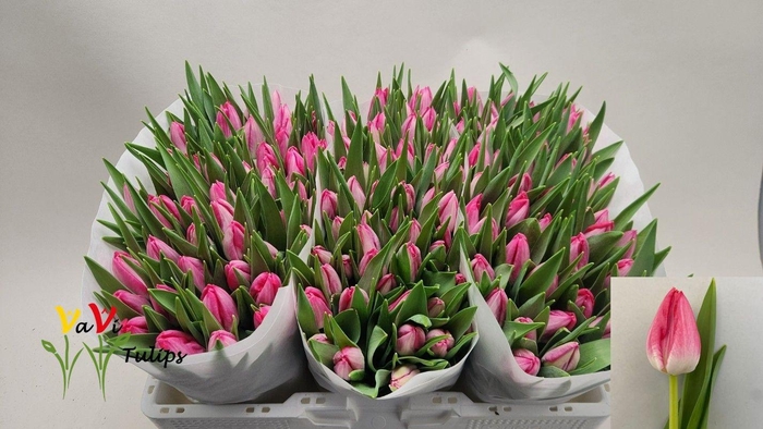 <h4>TU EN JOELLE</h4>