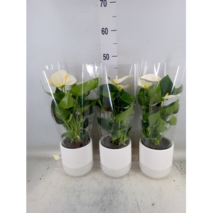 Anthurium  'Karma White'
