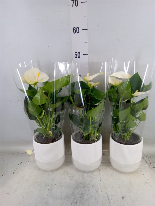 <h4>Anthurium  'Karma White'</h4>