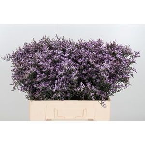 Limon Safora Lilac
