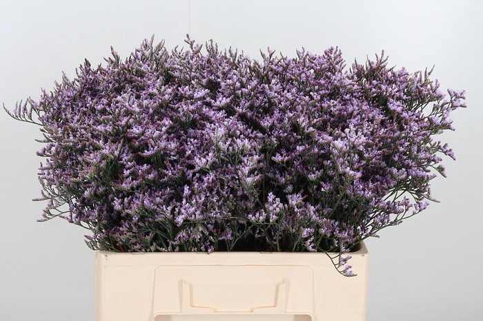<h4>Limon Safora Lilac</h4>